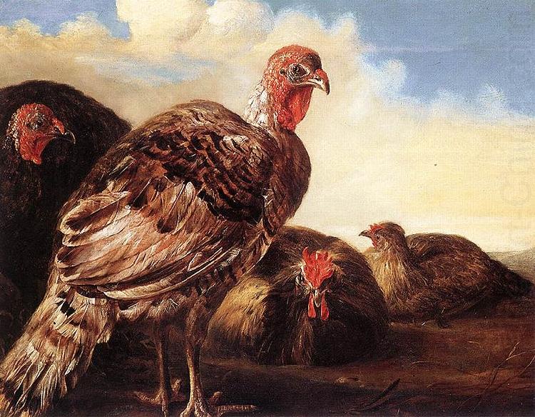 Domestic Fowl, CUYP, Aelbert